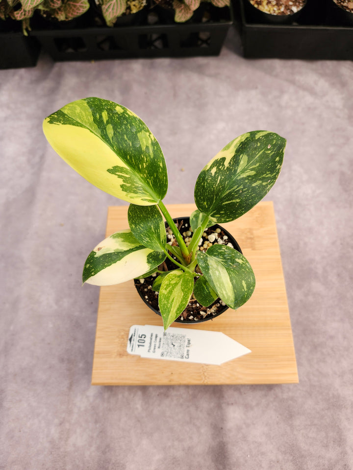 Philodendron Green Congo Nuclear (3in)-105