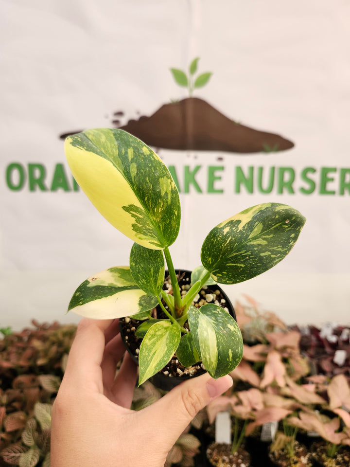 Philodendron Green Congo Nuclear (3in)-105