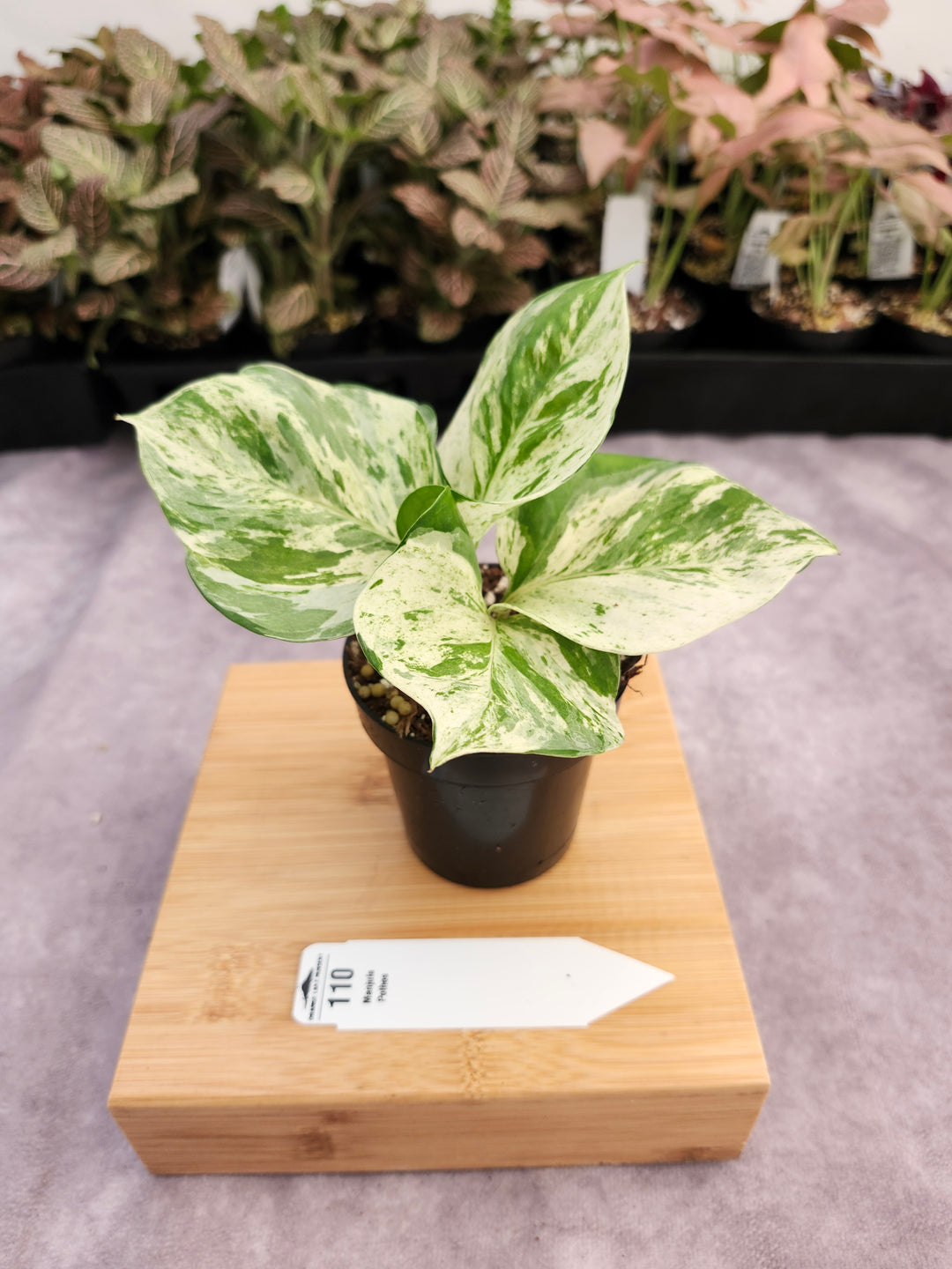 Manjula Pothos (3in)-110