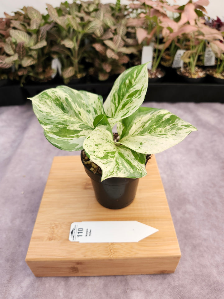Manjula Pothos (3in)-110