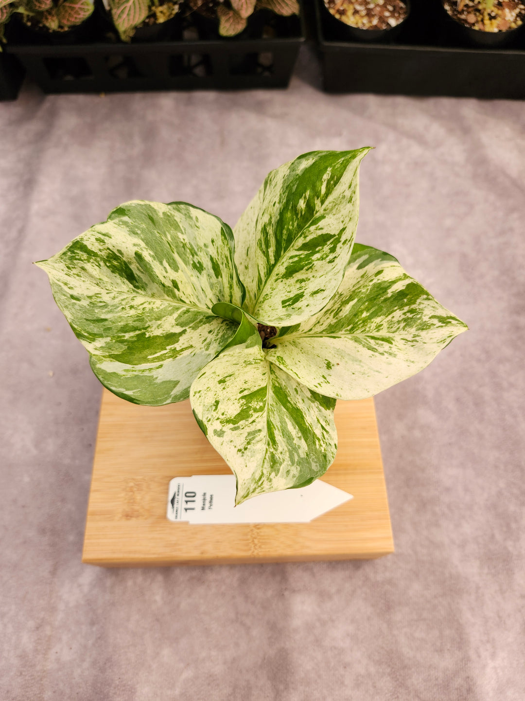 Manjula Pothos (3in)-110