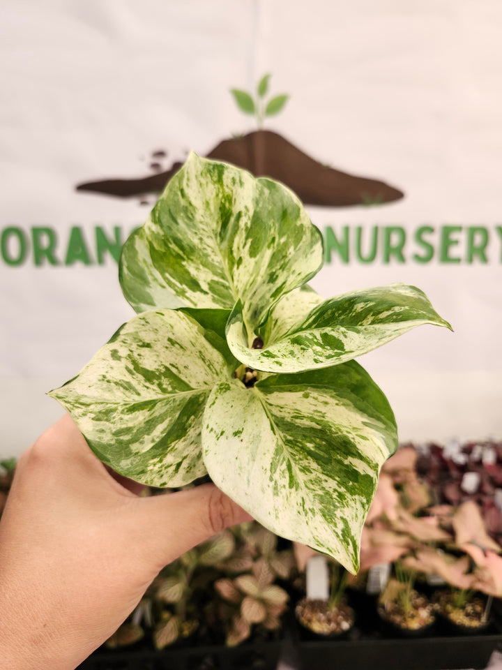 Manjula Pothos (3in)-110