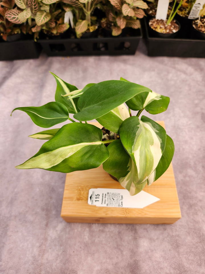 Philodendron Silver Stripe (3in) -115