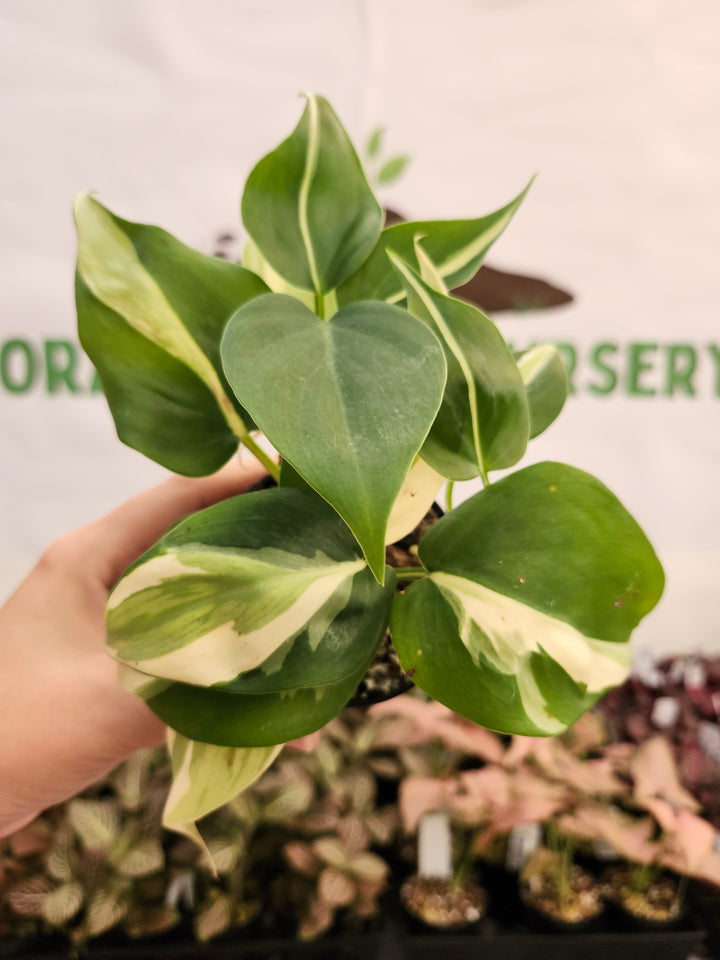 Philodendron Silver Stripe (3in) -115