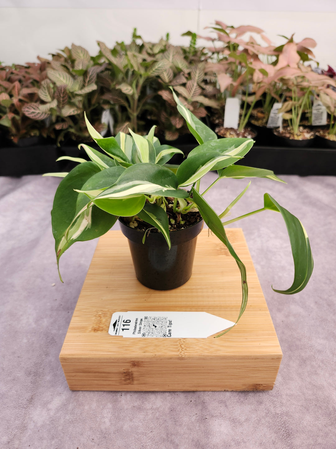 Philodendron Silver Stripe (3in) -116