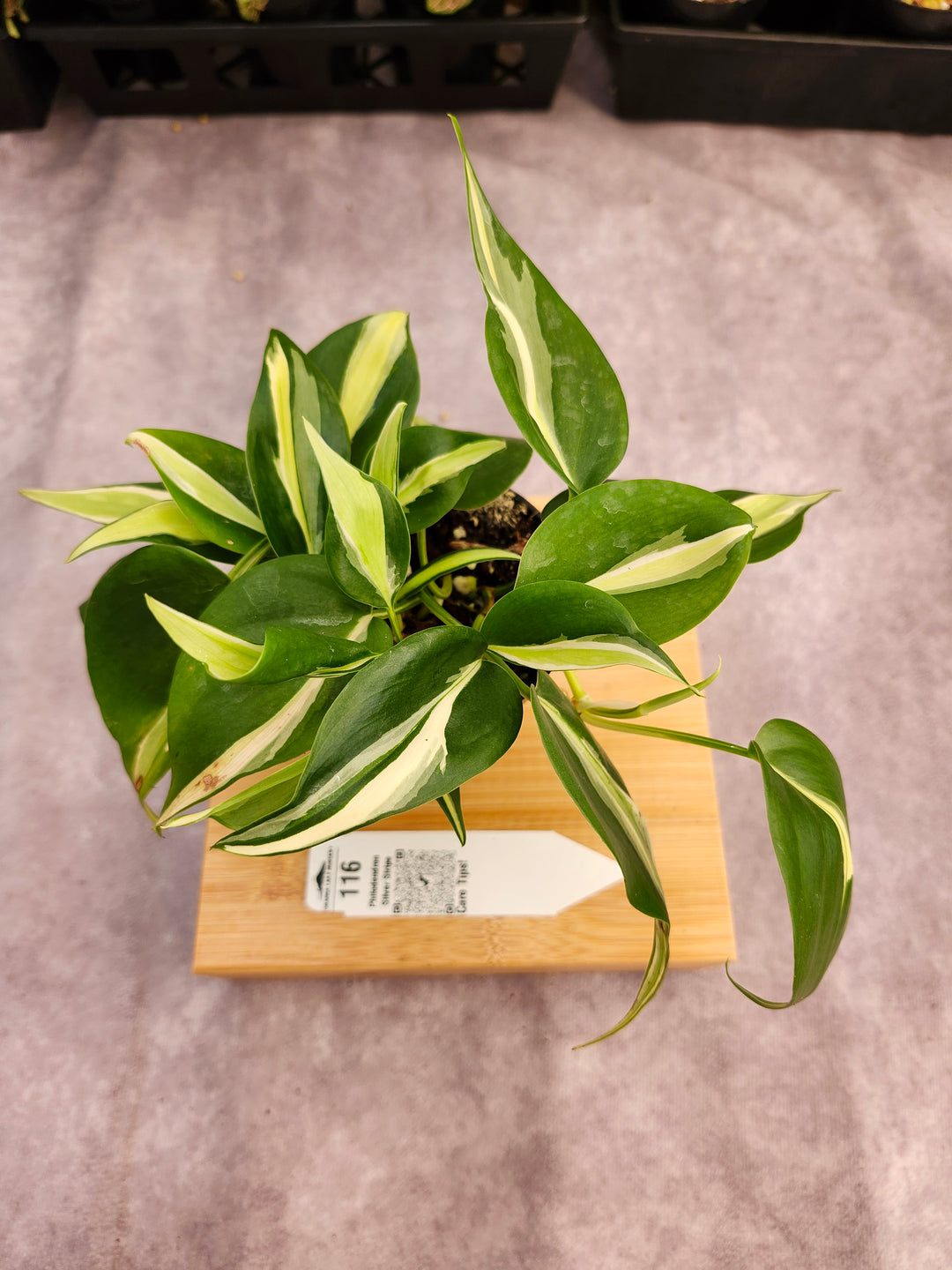 Philodendron Silver Stripe (3in) -116