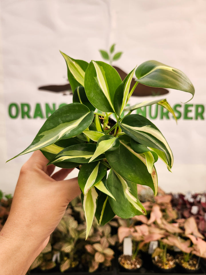 Philodendron Silver Stripe (3in) -116