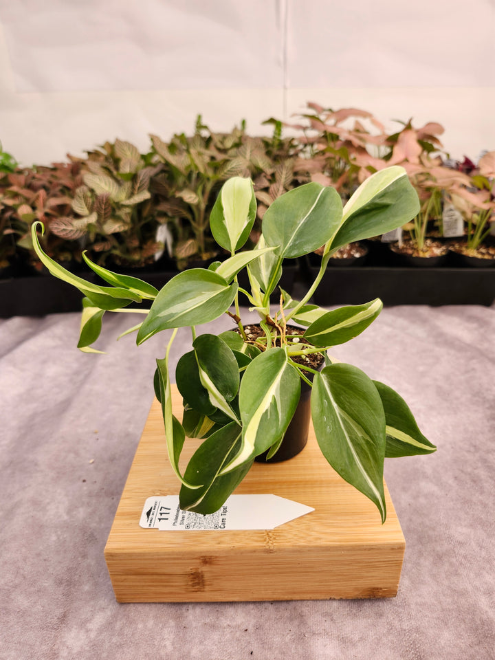 Philodendron Silver Stripe (3in) -117