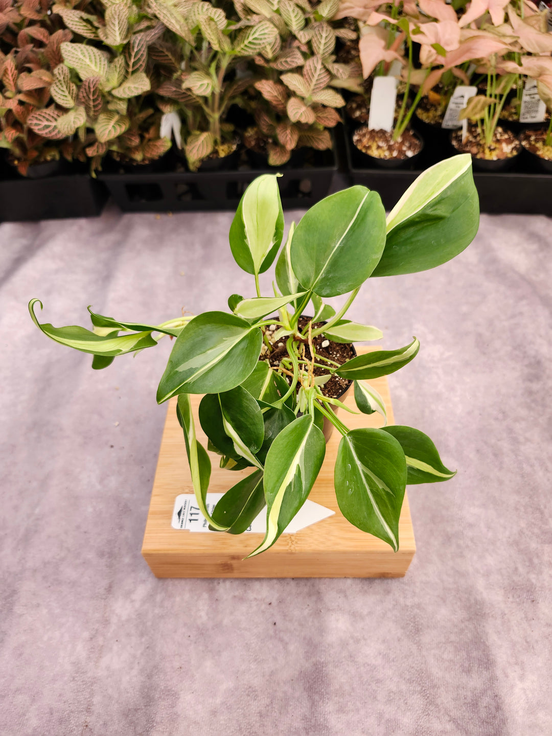 Philodendron Silver Stripe (3in) -117