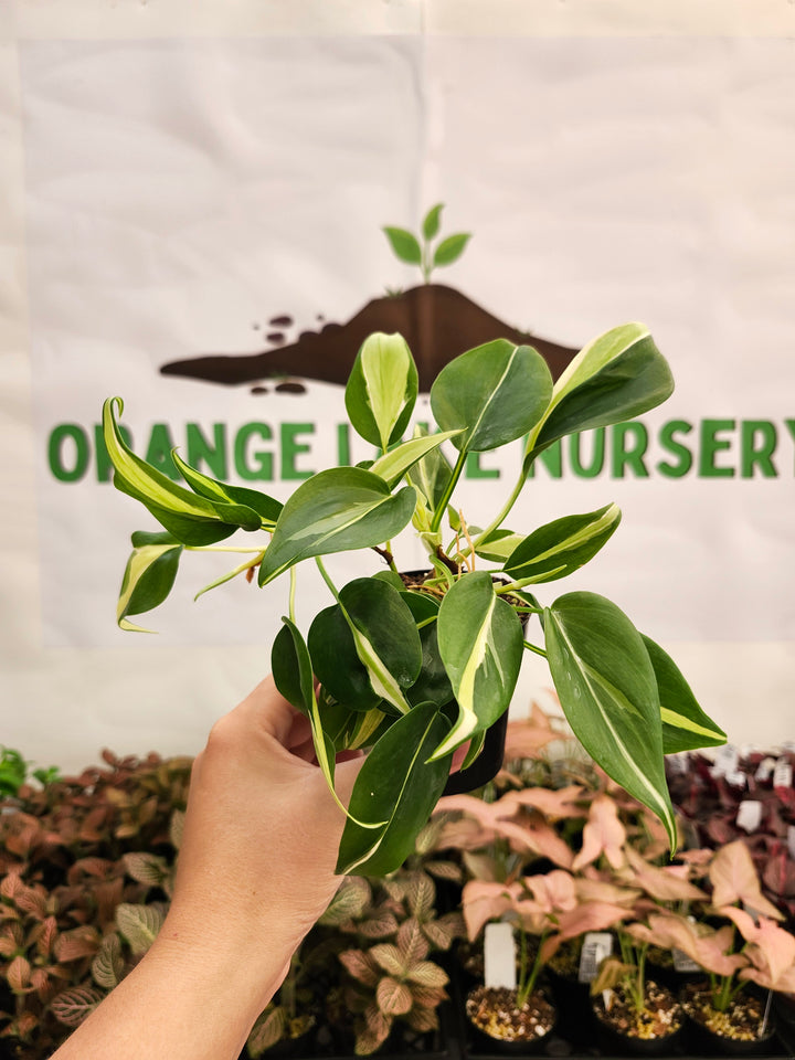 Philodendron Silver Stripe (3in) -117