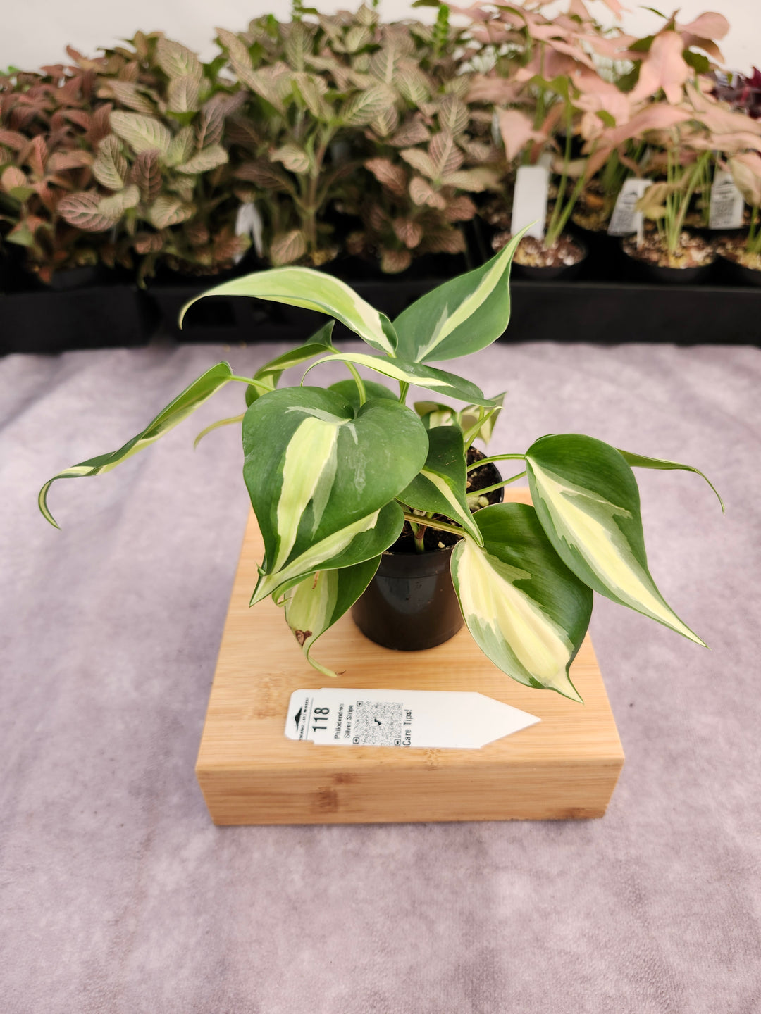 Philodendron Silver Stripe (3in) -118