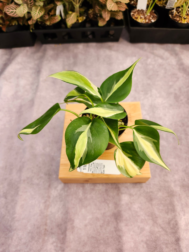 Philodendron Silver Stripe (3in) -118
