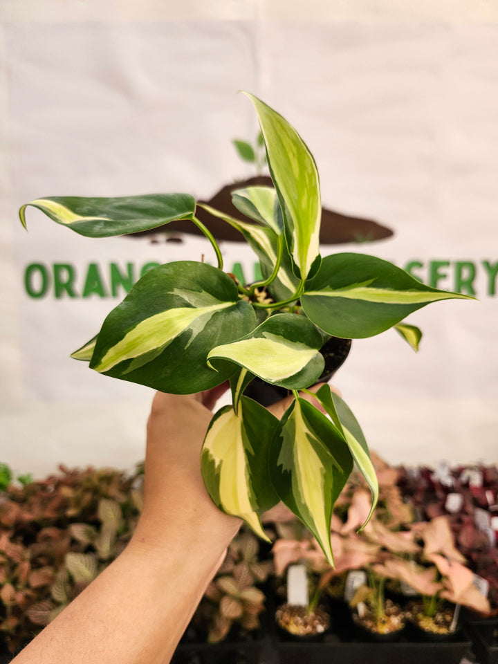 Philodendron Silver Stripe (3in) -118