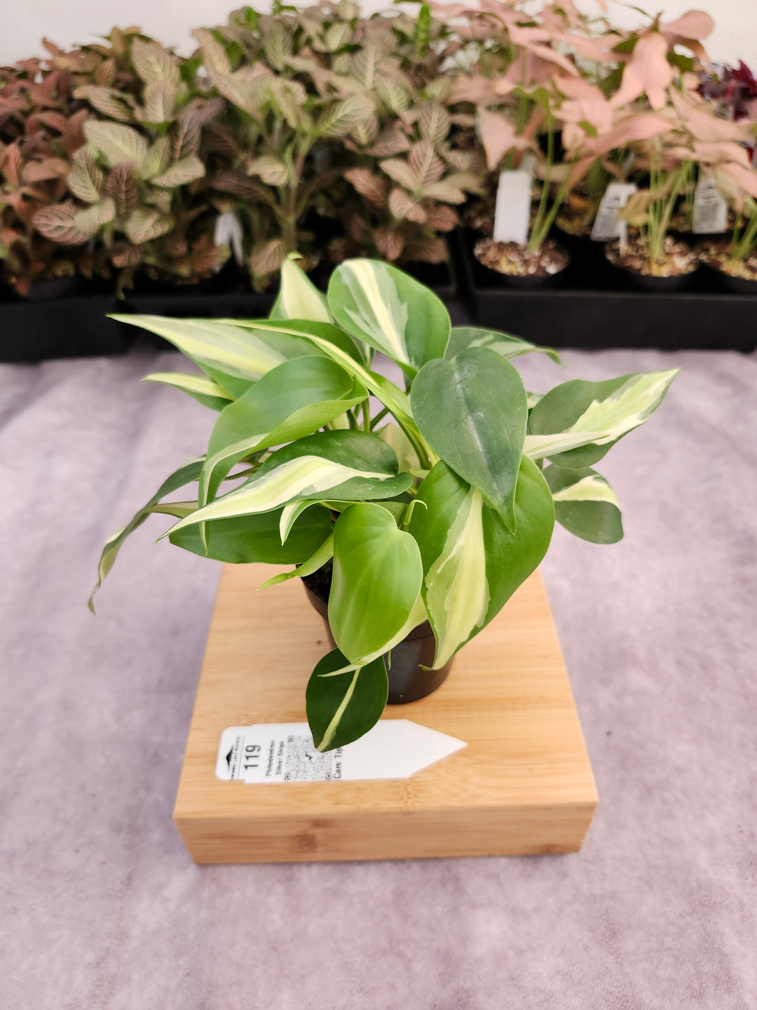 Philodendron Silver Stripe (3in) -119