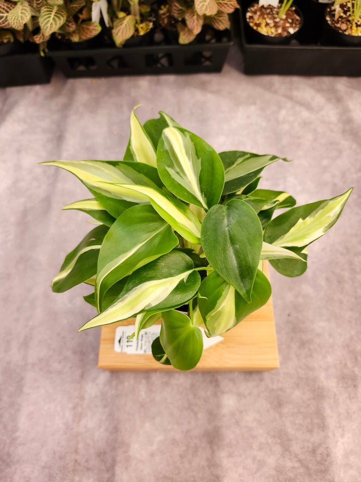 Philodendron Silver Stripe (3in) -119