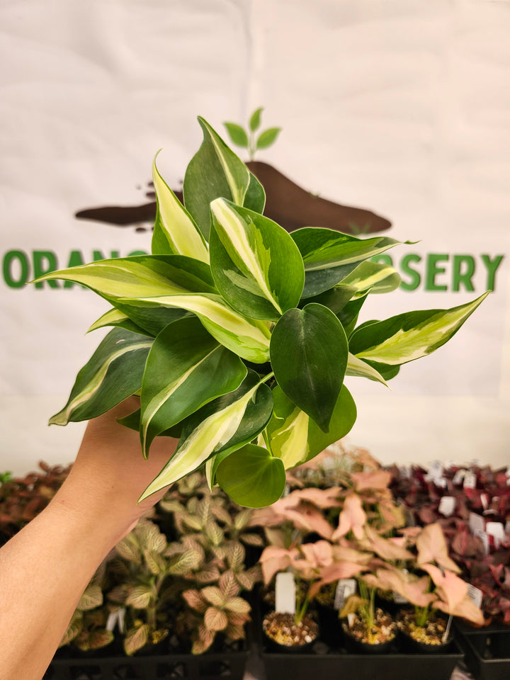 Philodendron Silver Stripe (3in) -119
