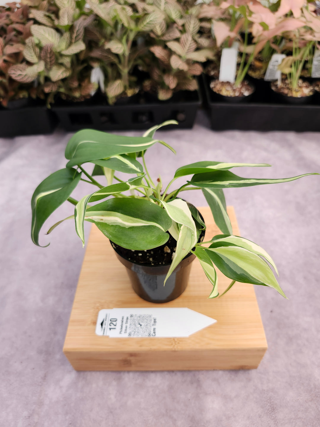 Philodendron Silver Stripe (3in) -120