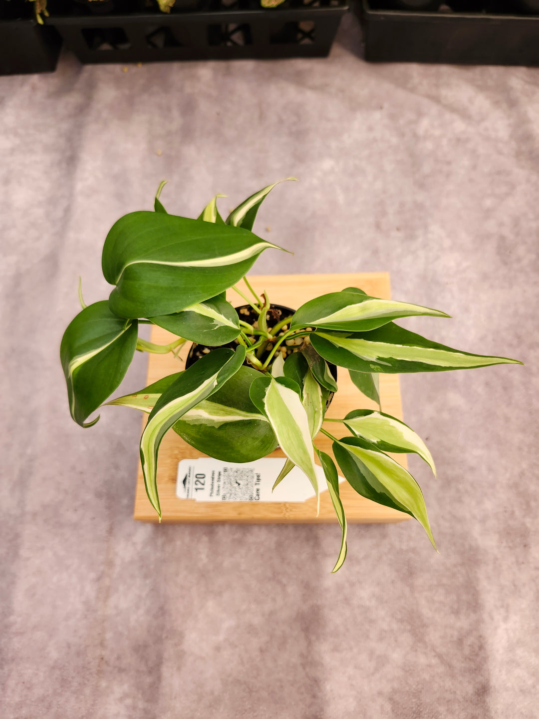 Philodendron Silver Stripe (3in) -120