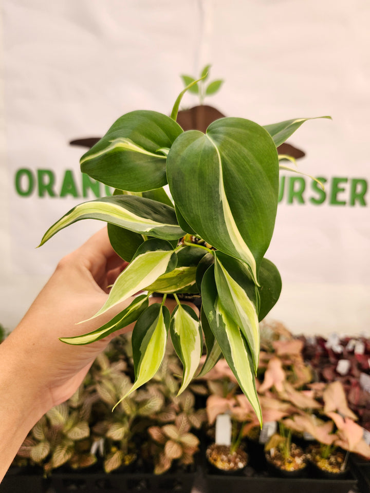 Philodendron Silver Stripe (3in) -120