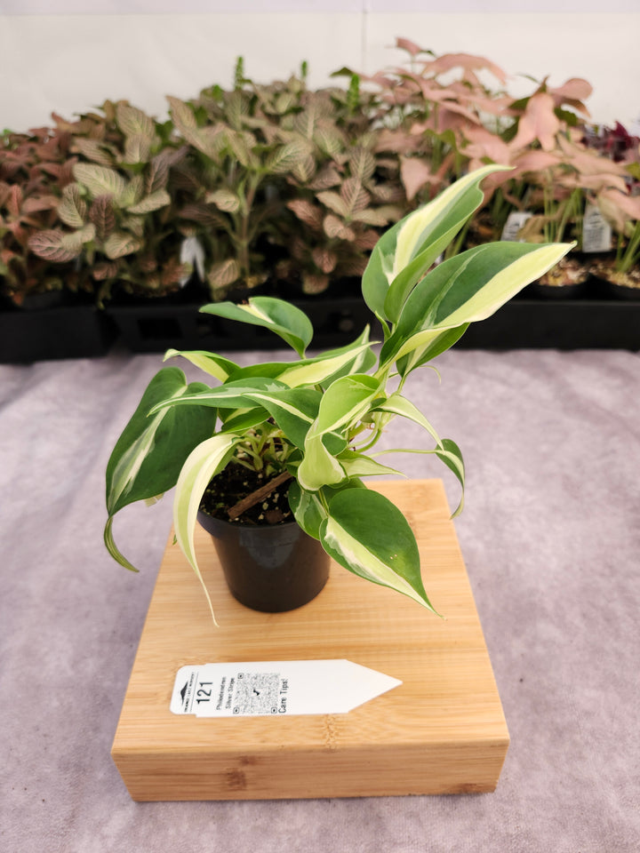 Philodendron Silver Stripe (3in) -121