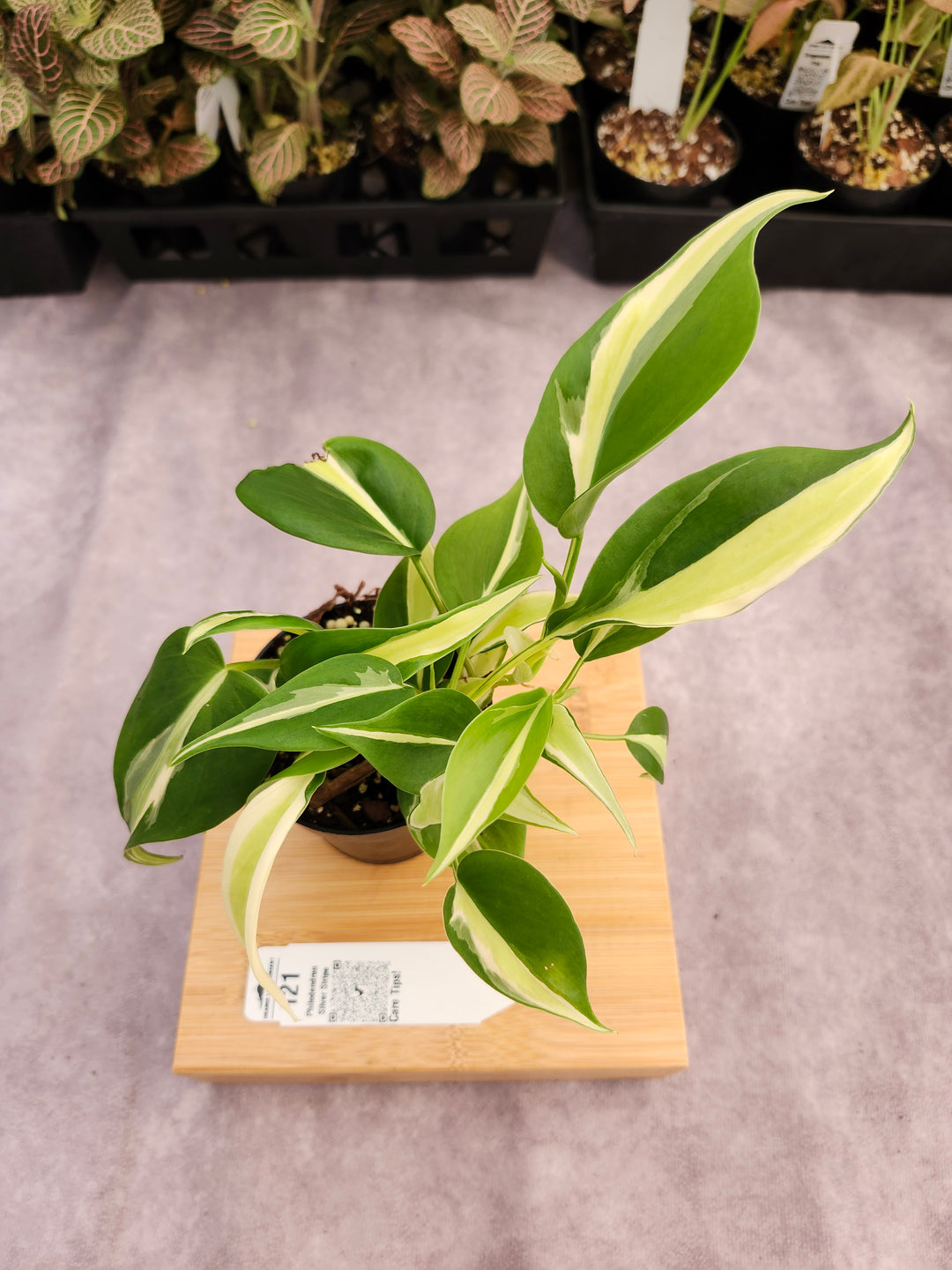 Philodendron Silver Stripe (3in) -121