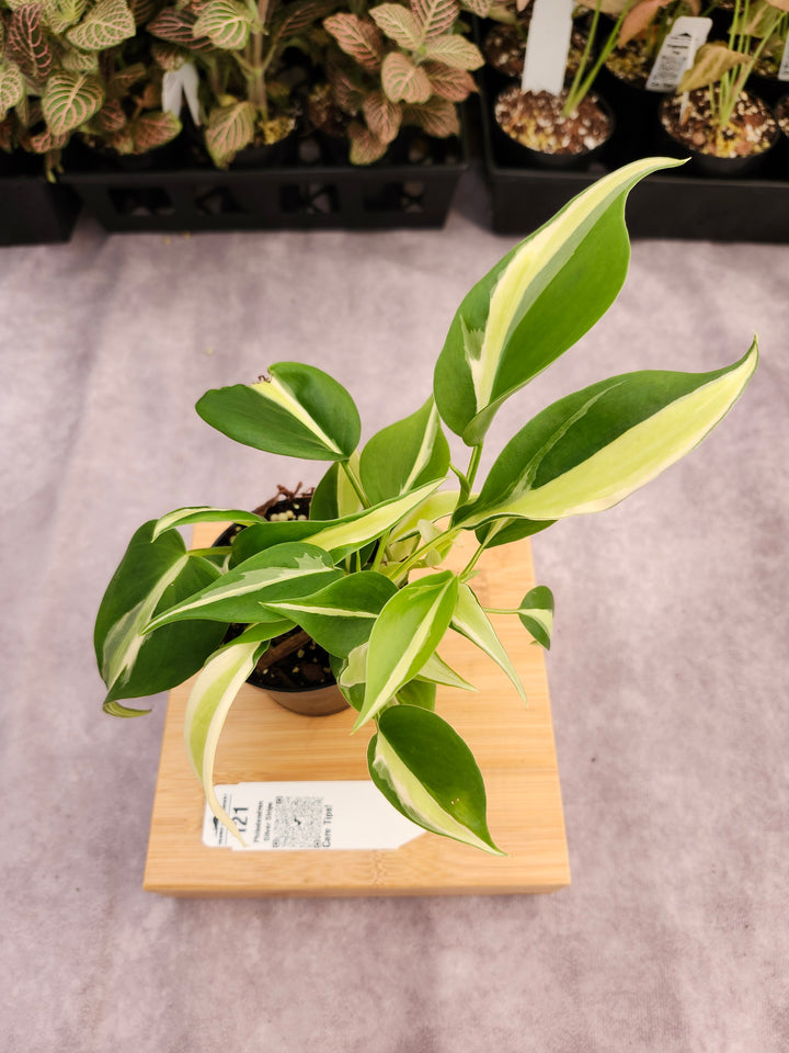 Philodendron Silver Stripe (3in) -121