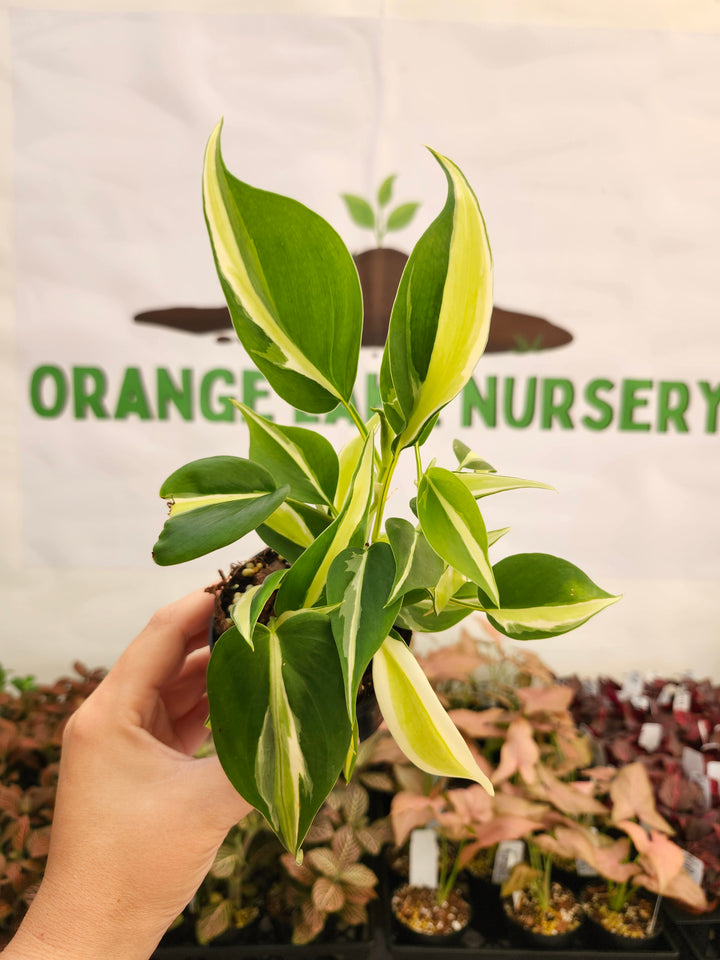 Philodendron Silver Stripe (3in) -121
