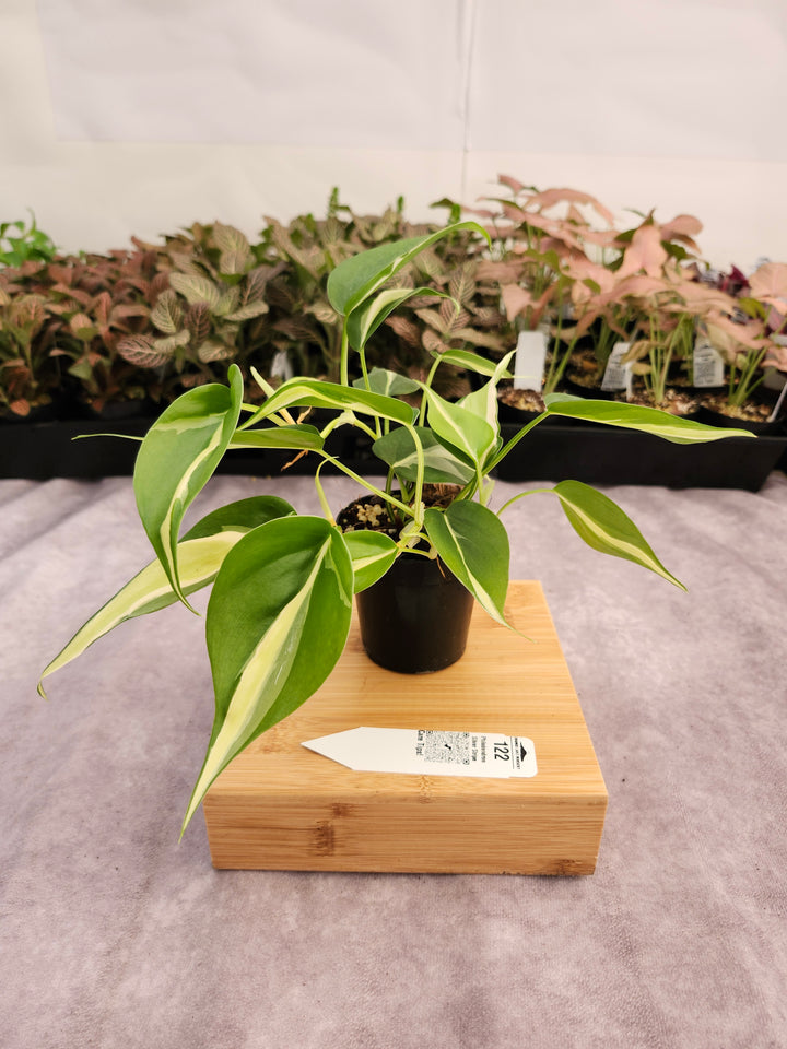 Philodendron Silver Stripe (3in) -122