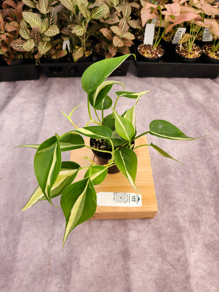 Philodendron Silver Stripe (3in) -122
