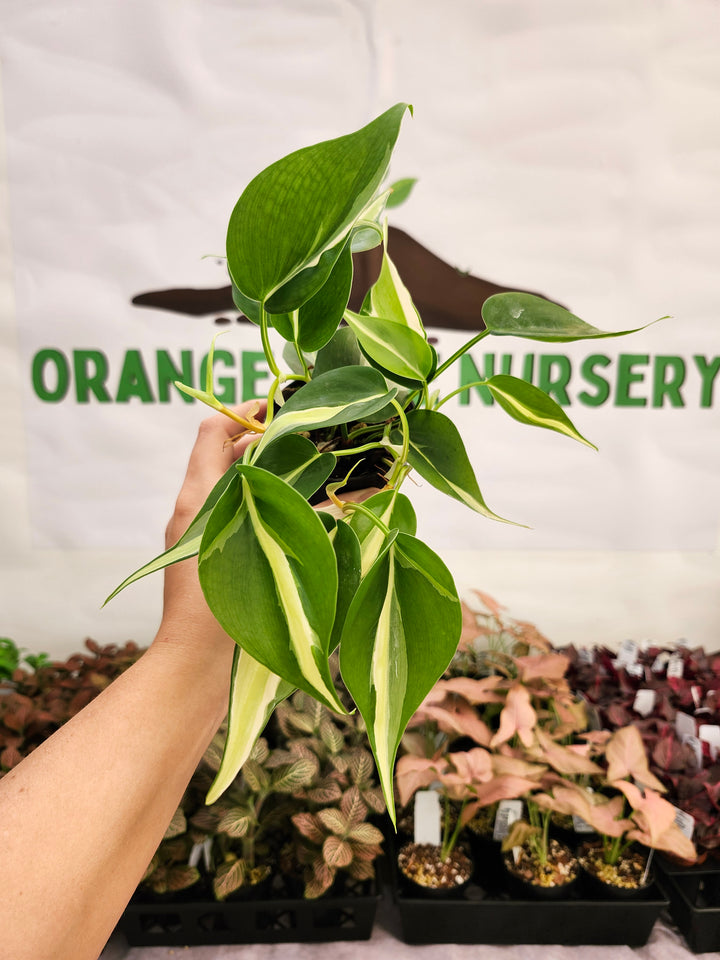 Philodendron Silver Stripe (3in) -122