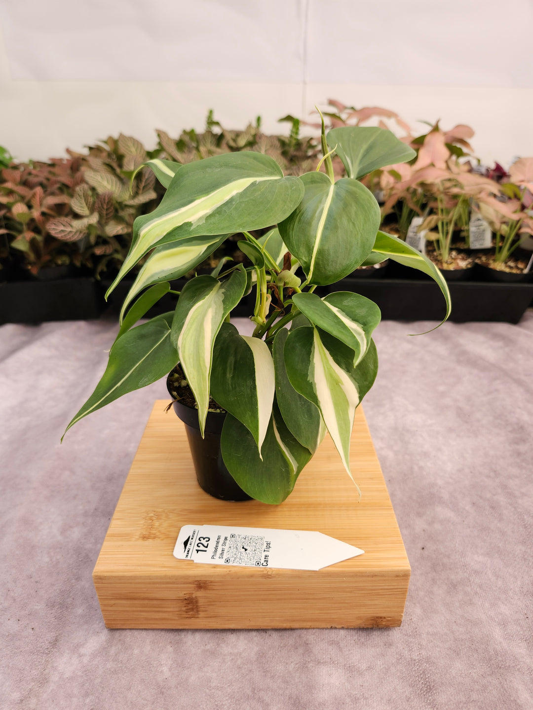 Philodendron Silver Stripe (3in) -123