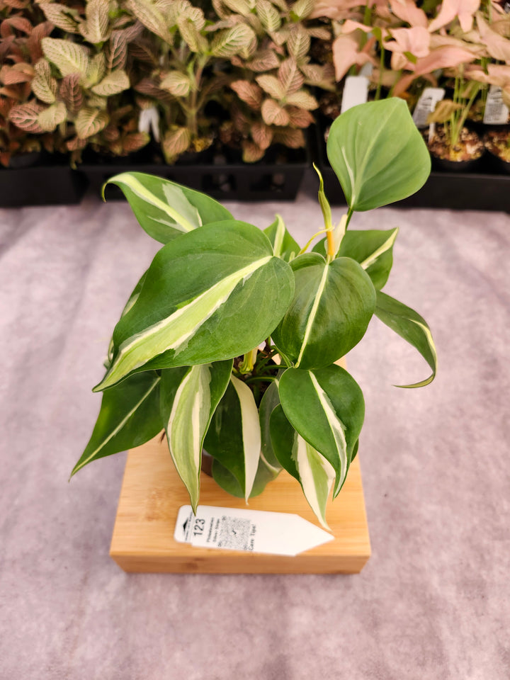Philodendron Silver Stripe (3in) -123