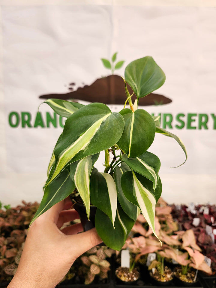 Philodendron Silver Stripe (3in) -123
