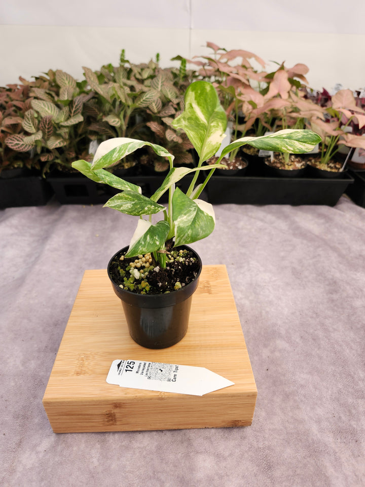 Monstera Variegated Lechleriana (3in) - 125