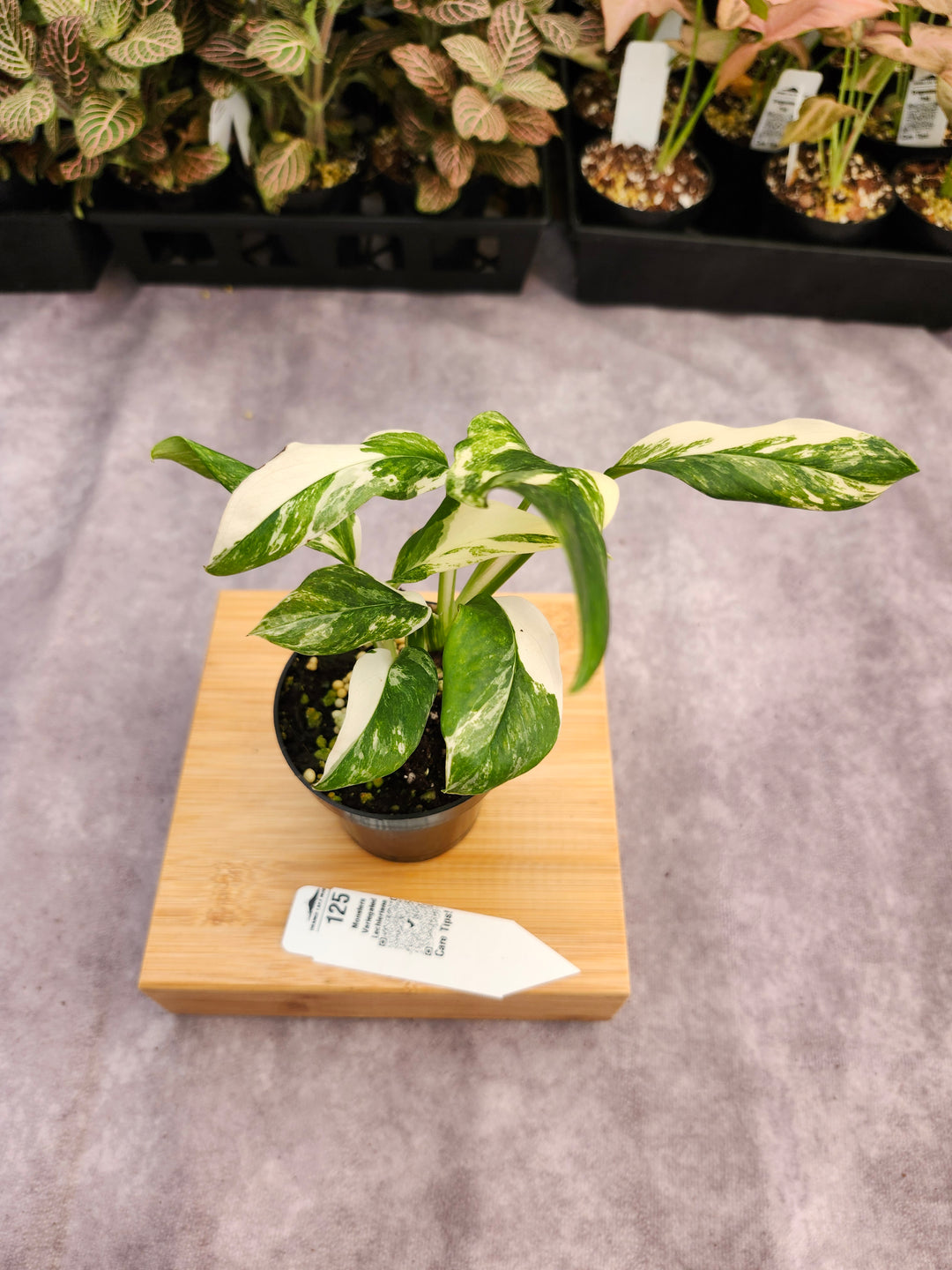 Monstera Variegated Lechleriana (3in) - 125