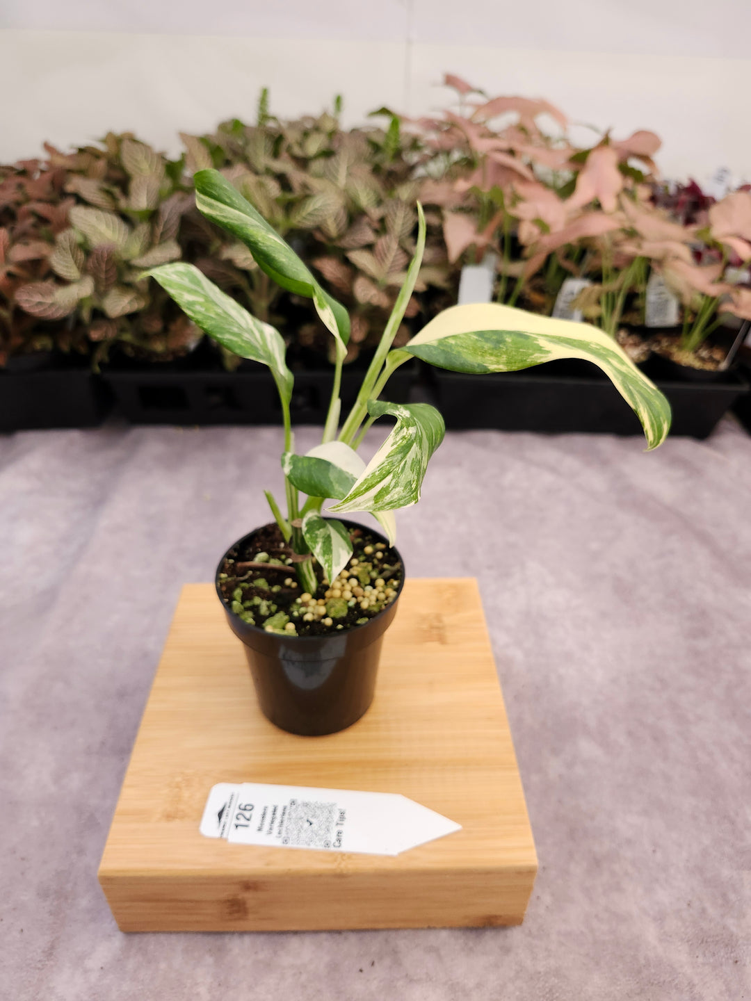 Monstera Variegated Lechleriana (3in) - 126