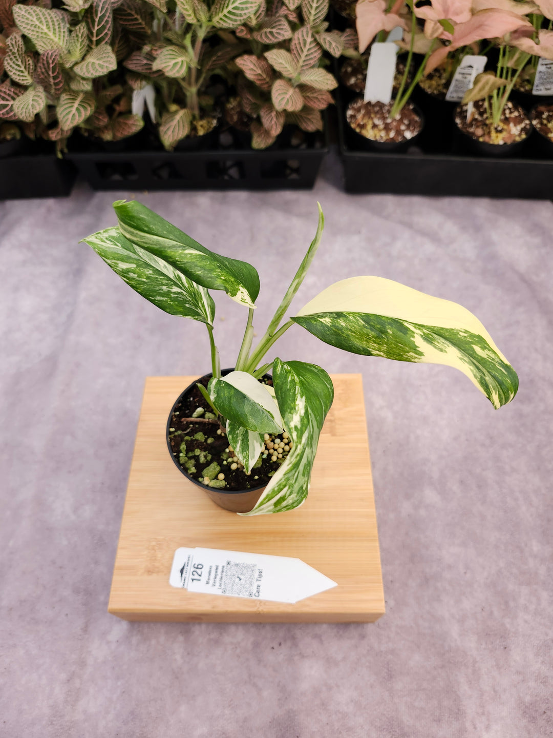 Monstera Variegated Lechleriana (3in) - 126