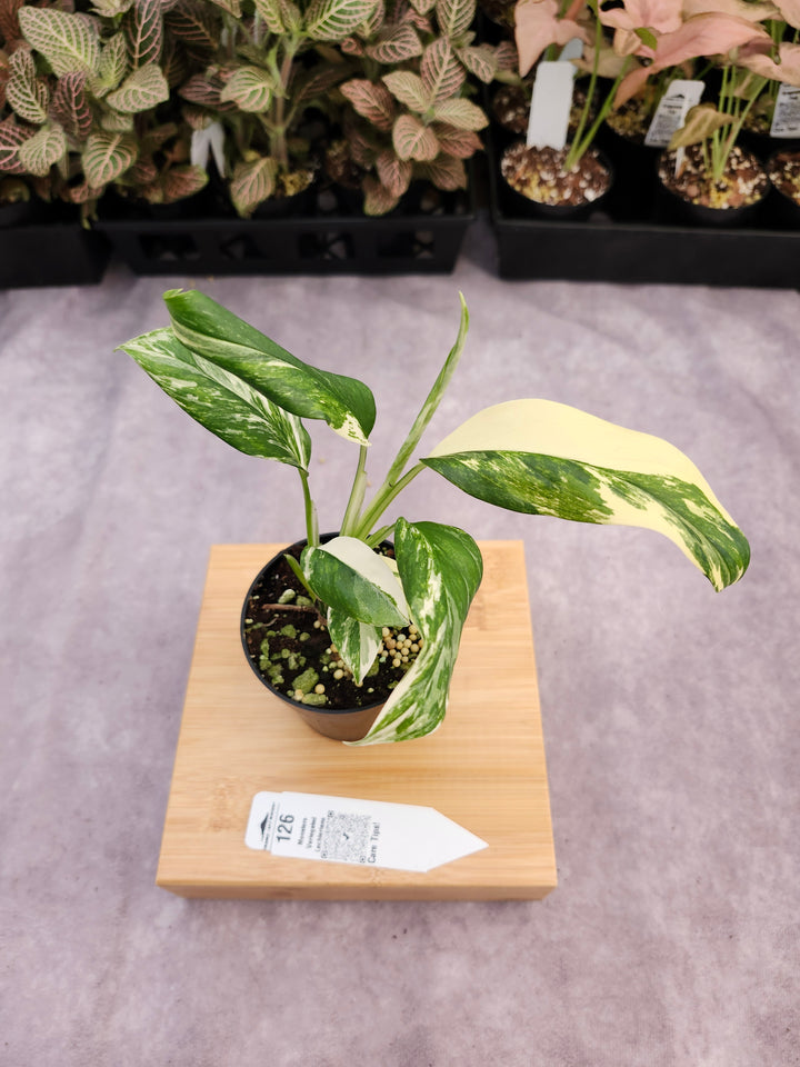 Monstera Variegated Lechleriana (3in) - 126