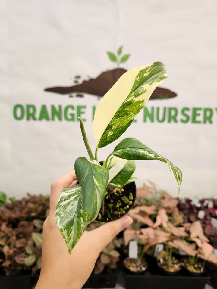Monstera Variegated Lechleriana (3in) - 126