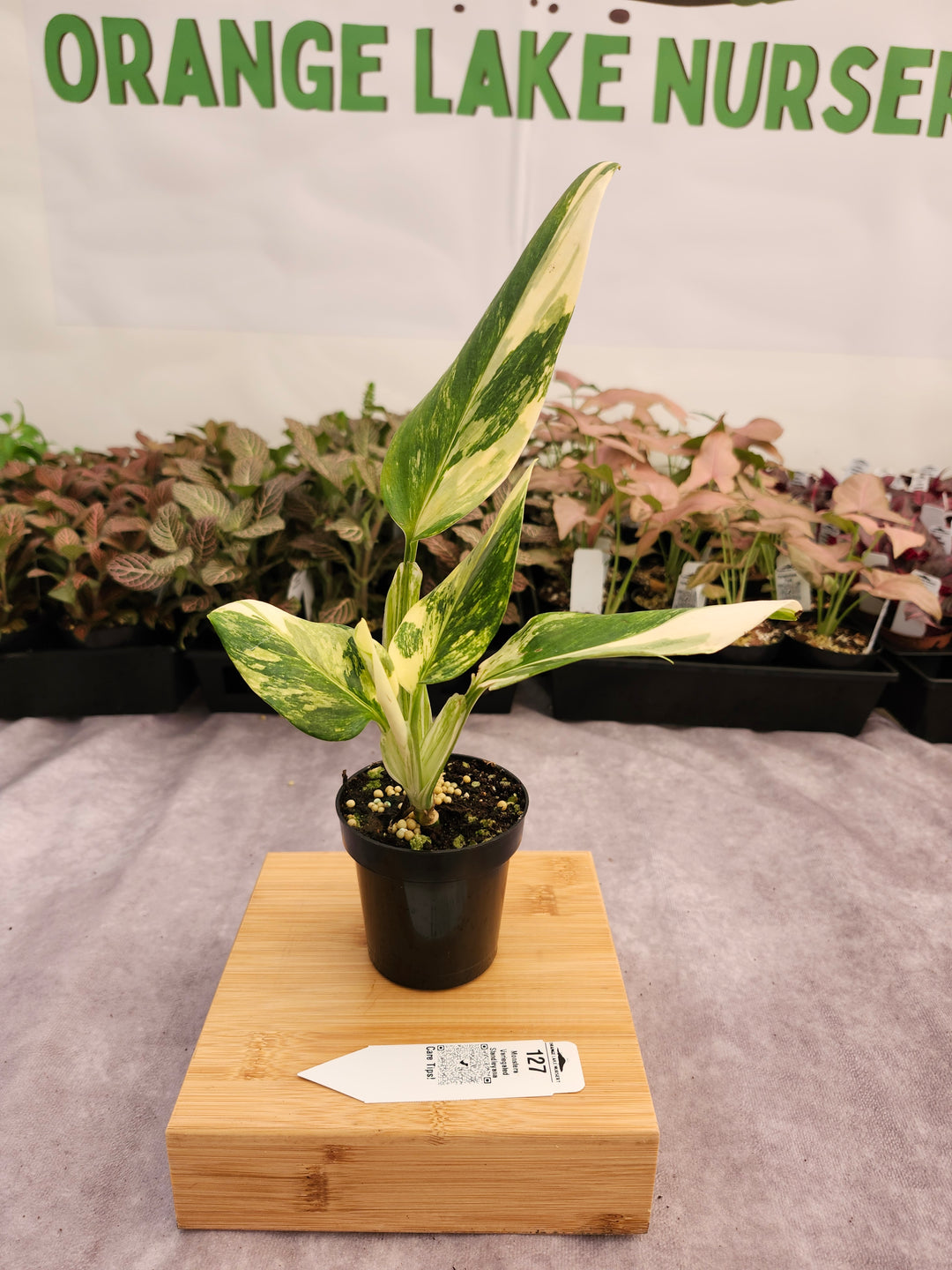 Monstera Standleyana Aurea (3in)-127