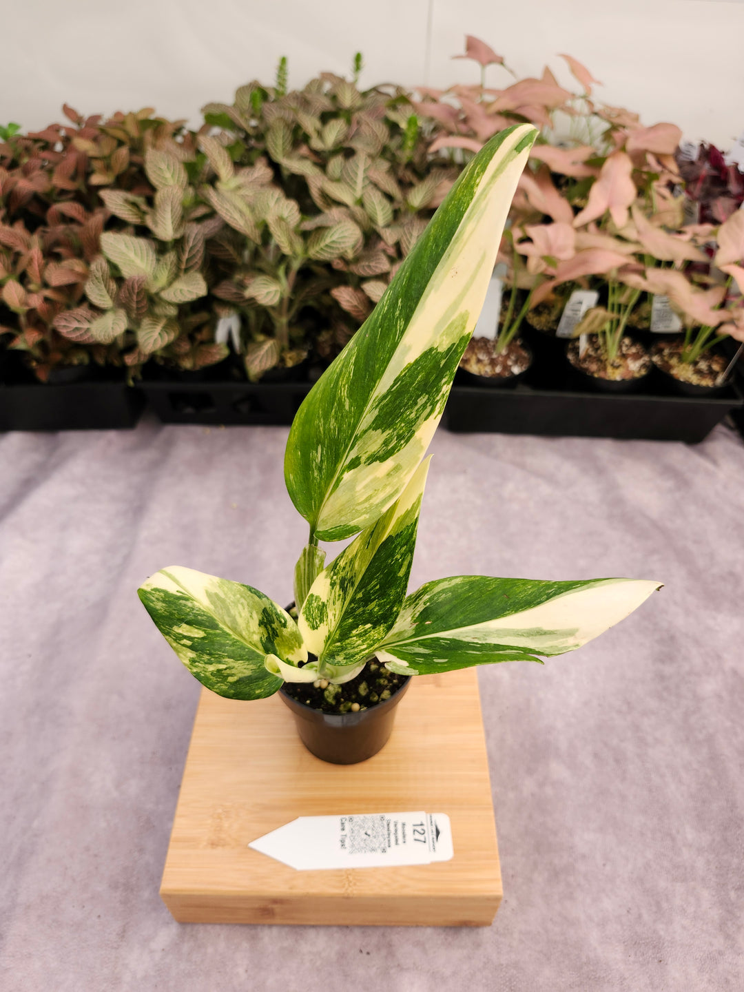 Monstera Standleyana Aurea (3in)-127