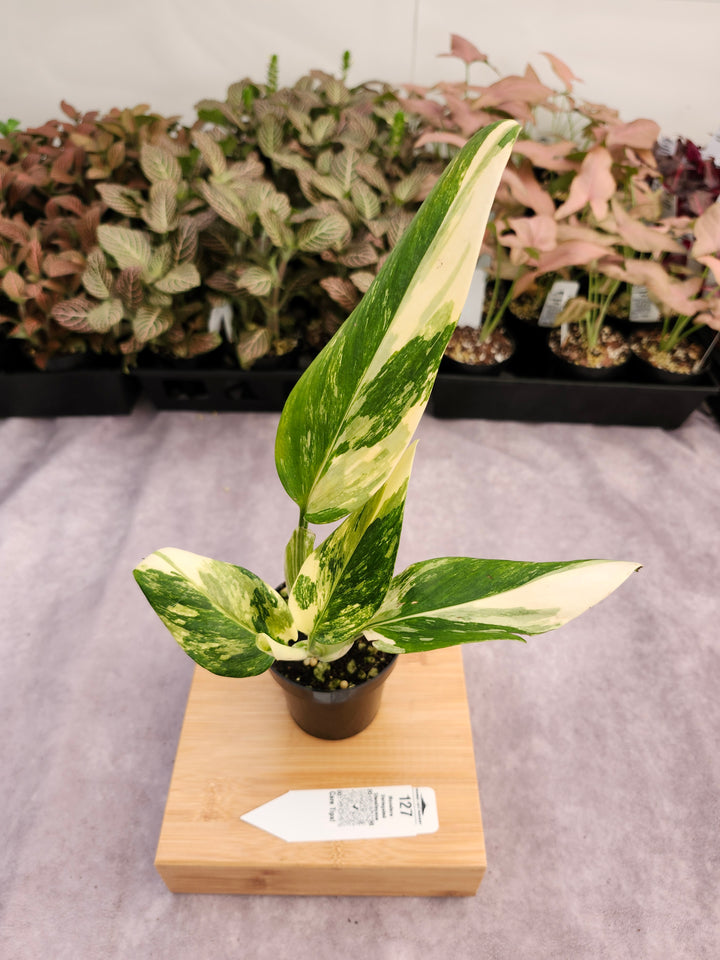 Monstera Standleyana Aurea (3in)-127