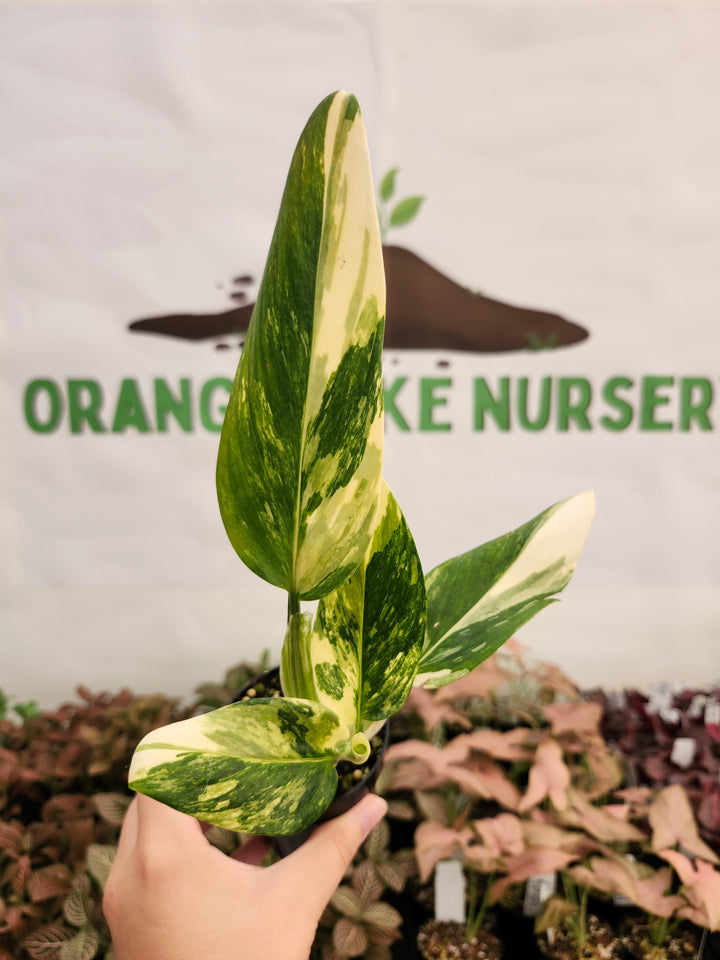 Monstera Standleyana Aurea (3in)-127