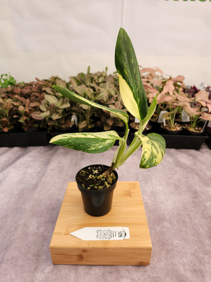 Monstera Standleyana Aurea (3in)-129