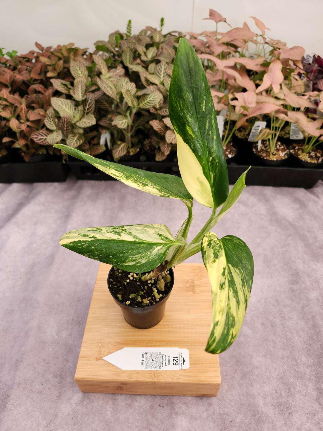 Monstera Standleyana Aurea (3in)-129