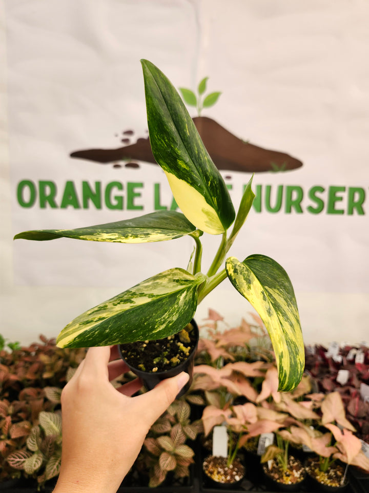 Monstera Standleyana Aurea (3in)-129