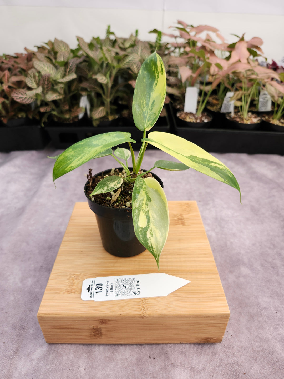 Philodendron Variegated Florida Beauty (3in)-130