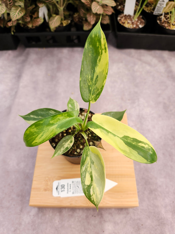 Philodendron Variegated Florida Beauty (3in)-130