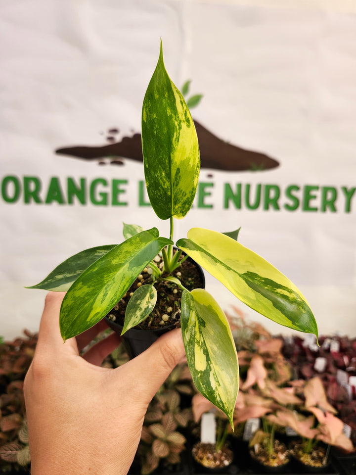 Philodendron Variegated Florida Beauty (3in)-130
