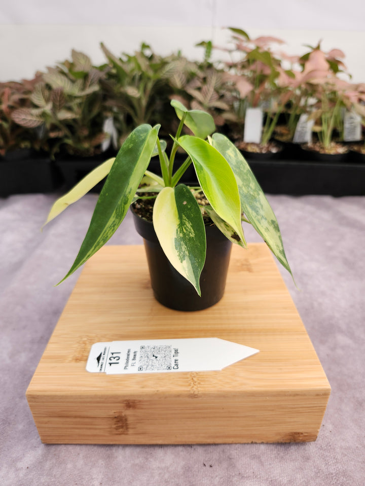 Philodendron Variegated Florida Beauty (3in)-131